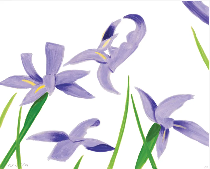 Purple Irises on White