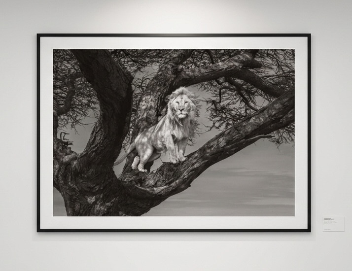 James Lewin - Beyond The Horizon, 2025, Archival Pigment Print