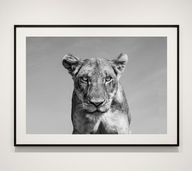 James Lewin - Lethal Looks, 2020, Archival Pigment Print