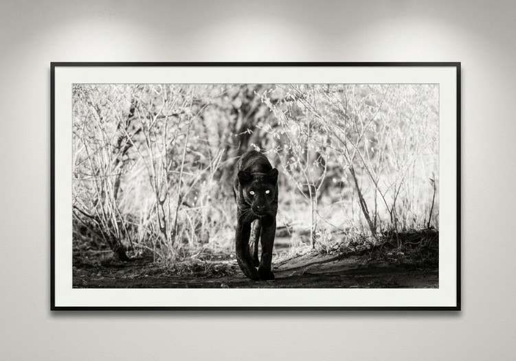 James Lewin - Queen Of The Shadows, 2023, Archival Pigment Print