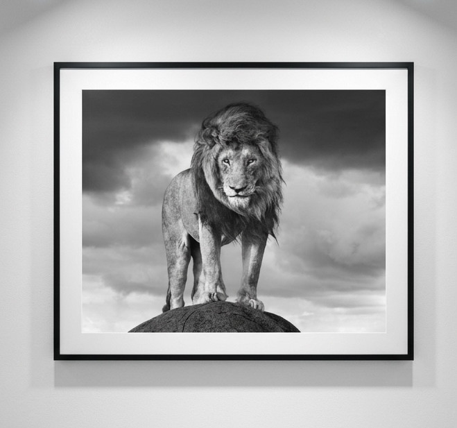 James Lewin - Serengeti Shall Never Die, 2024, Silver gelatin print
