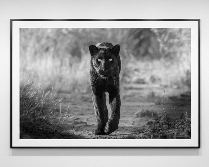 James Lewin - The Black Panther, Laikipia, Kenya, 2023, Silver gelatin print