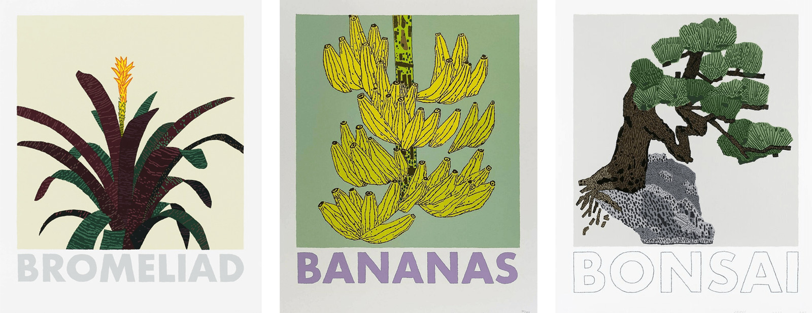 Bromeliad / Bananas / Bonsai