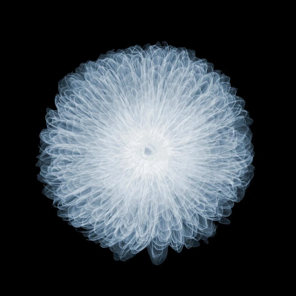 Nick Veasey — Britbloom Chrysanthemum
