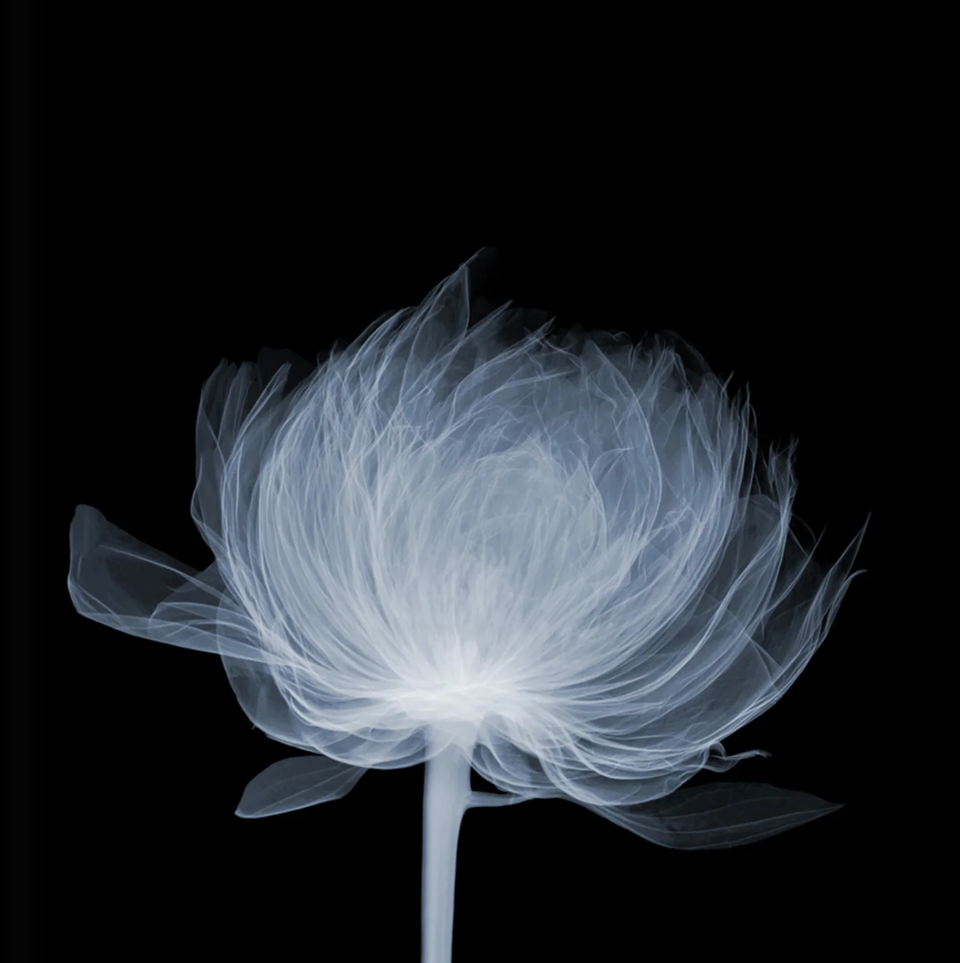 Nick Veasey — Peony