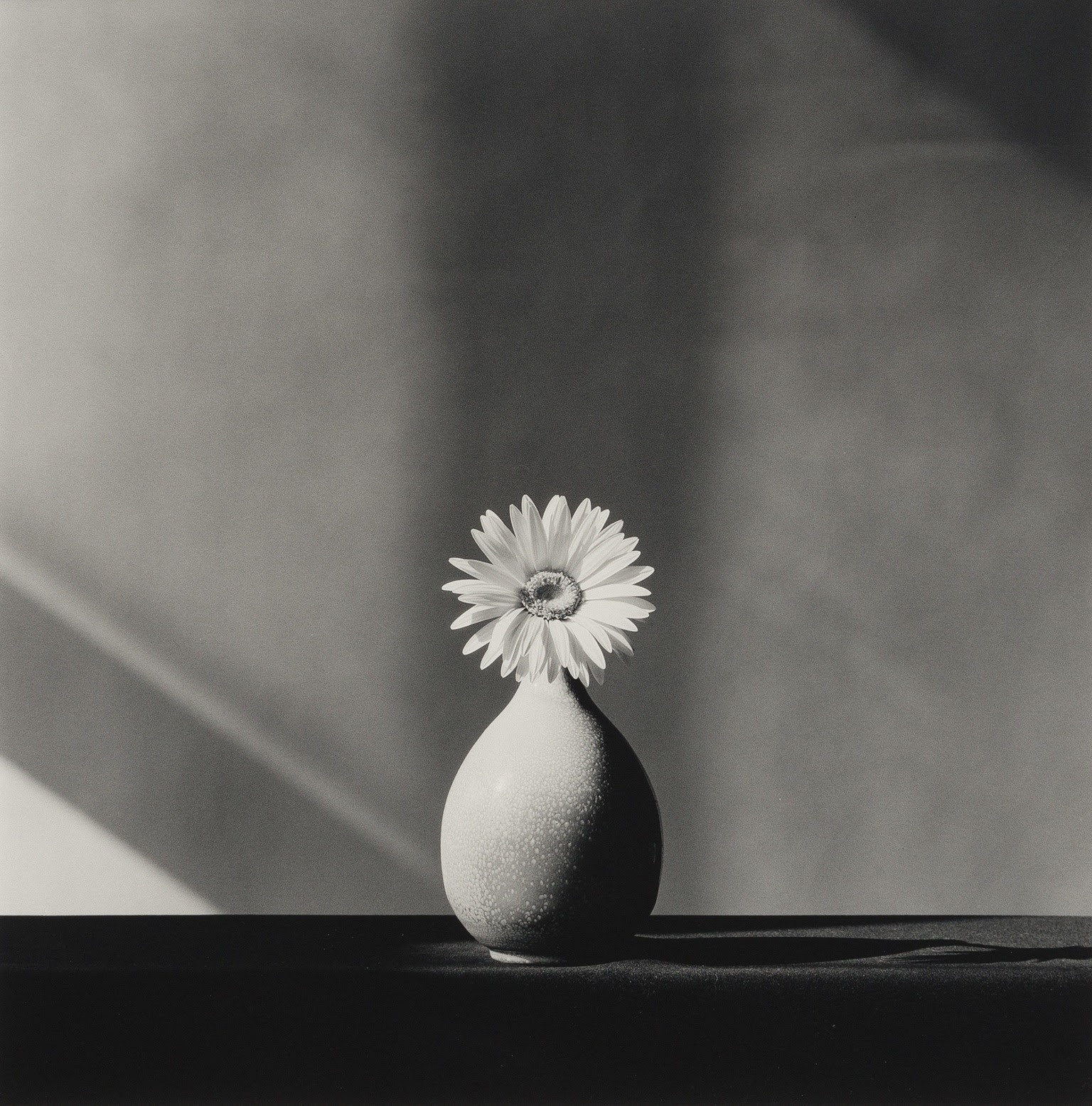 African Daisy — Robert Mapplethorpe · Flowers | Guy Hepner