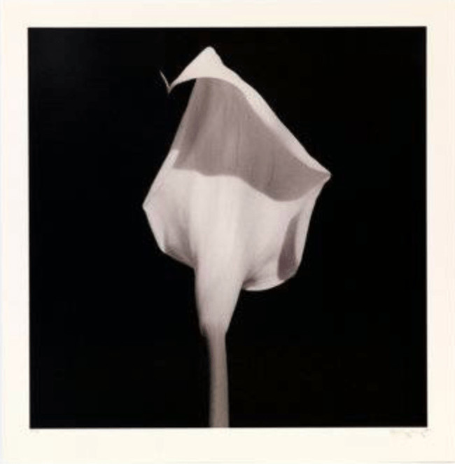 Calla Lily