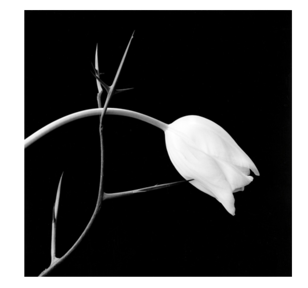 Tulip and Thorn — Robert Mapplethorpe · Flowers | Guy Hepner
