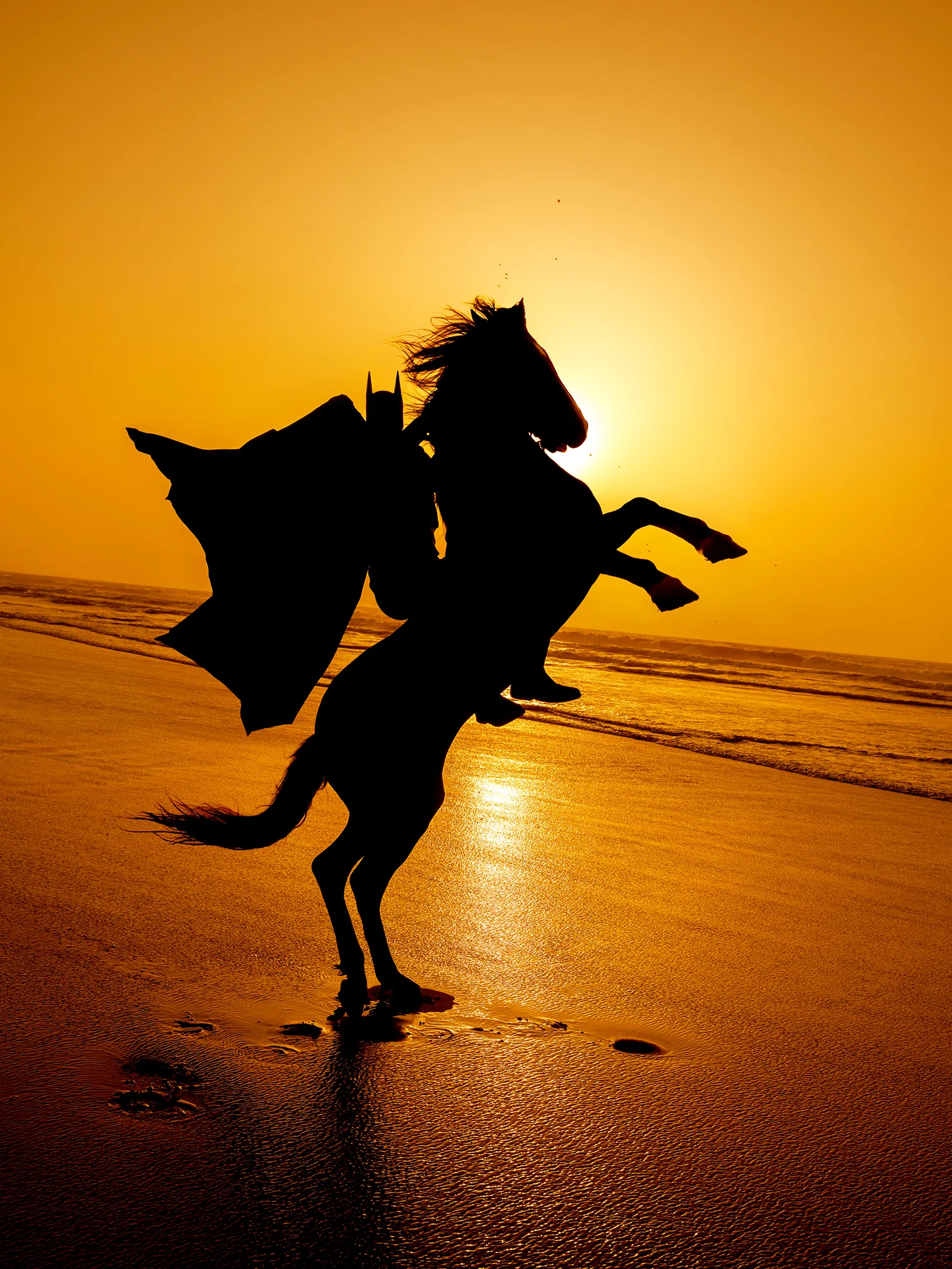 Daily Bat - Night Rider